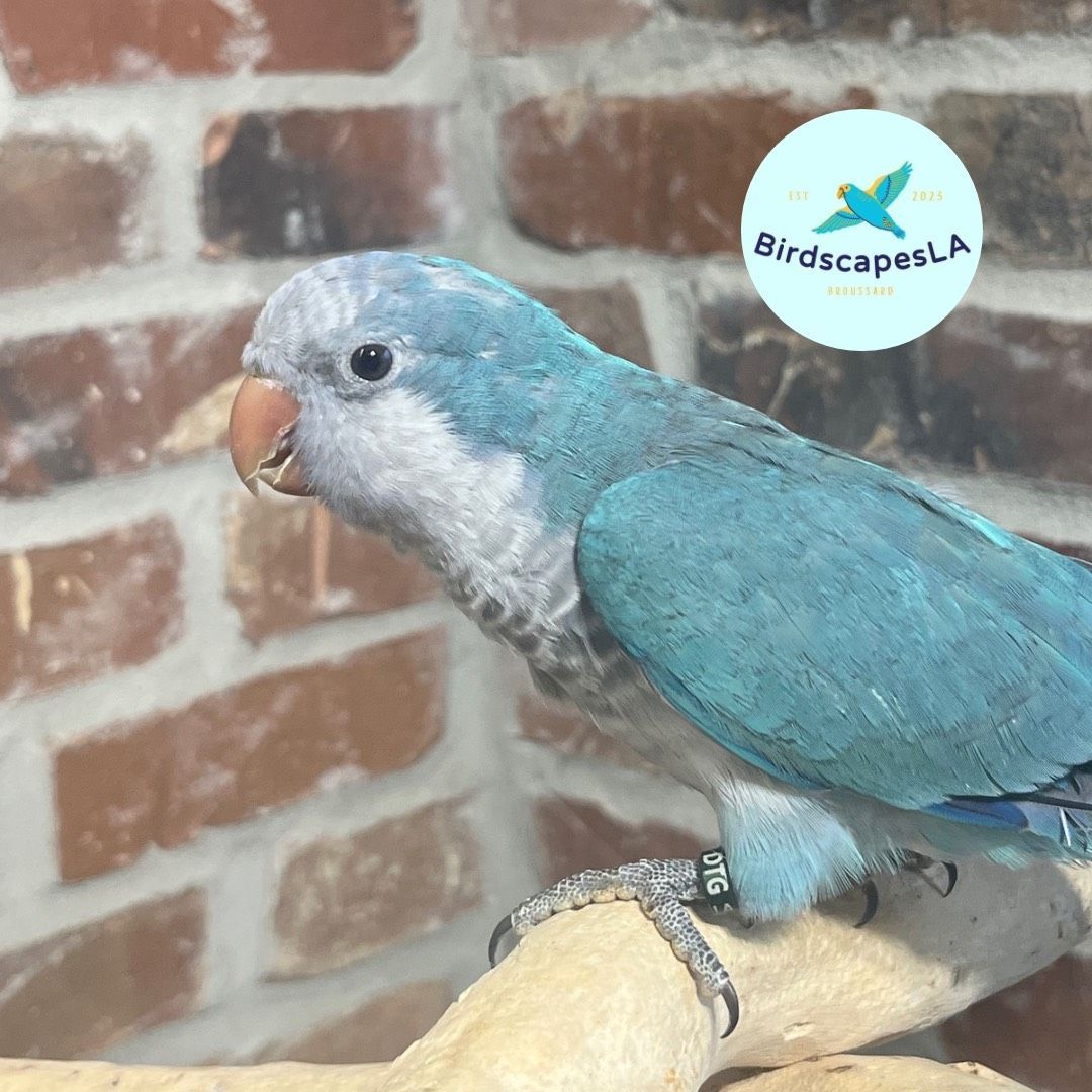 Cobalt Blue Quaker