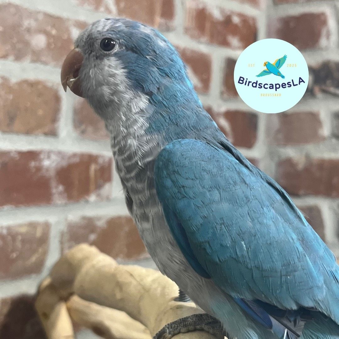 Cobalt Blue Quaker