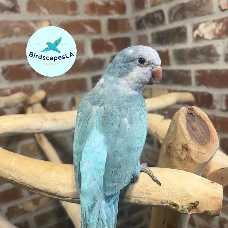Blue Opaline  Quaker