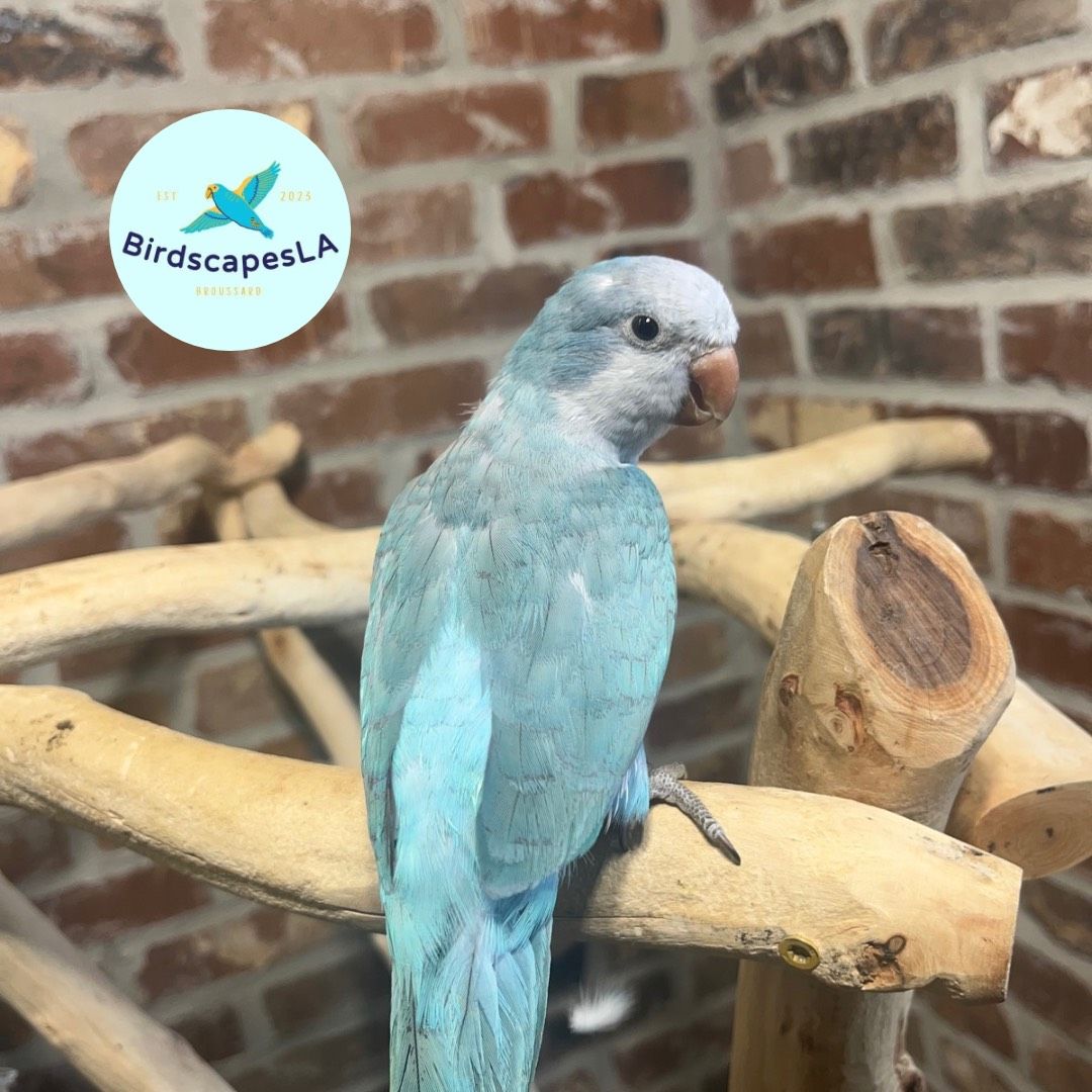 Blue Opaline  Quaker