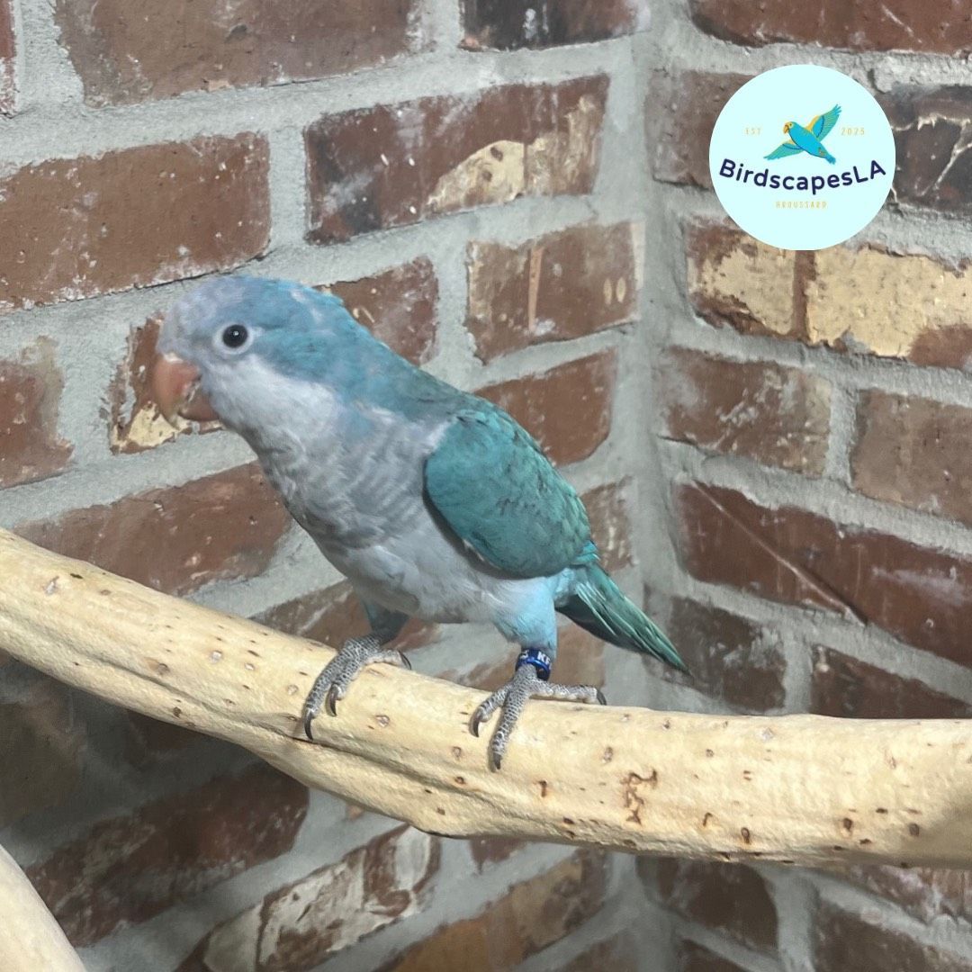 Cobalt Blue Quaker