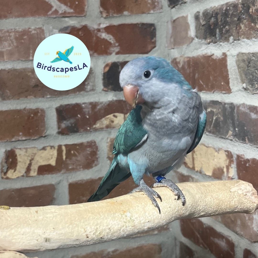 Cobalt Blue Quaker