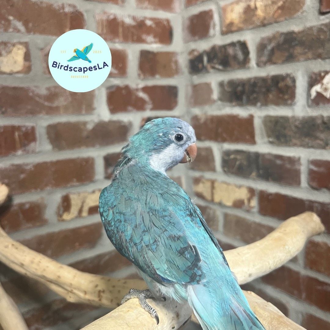 Blue Quaker