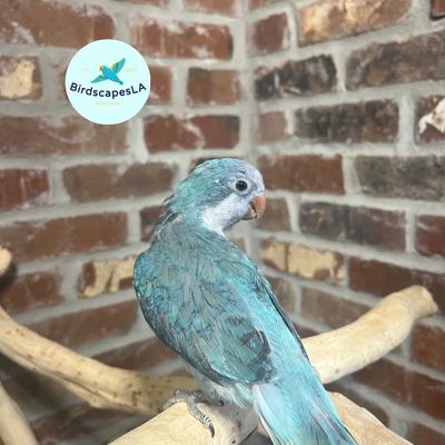 Blue Quaker