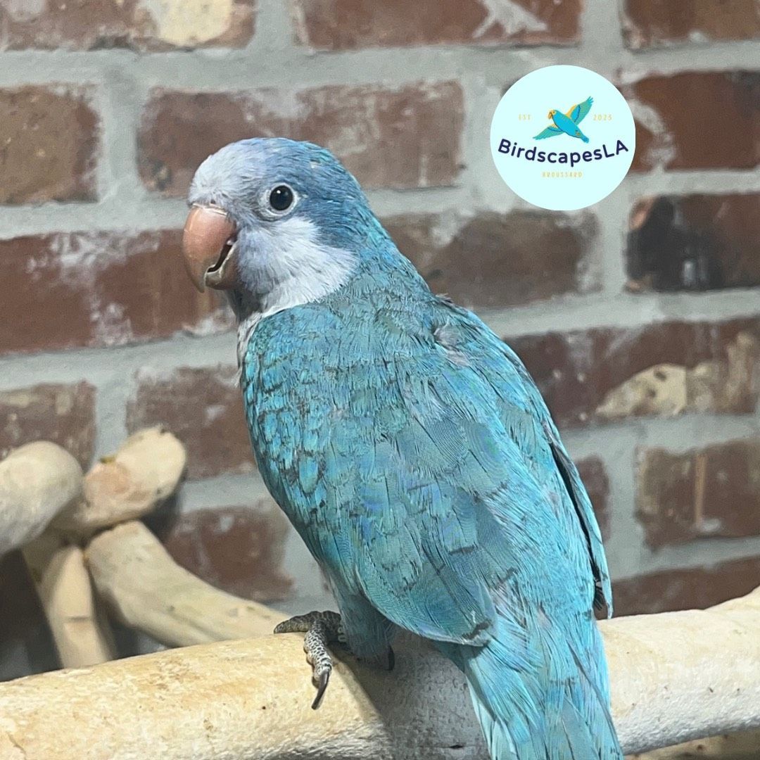 Blue Quaker