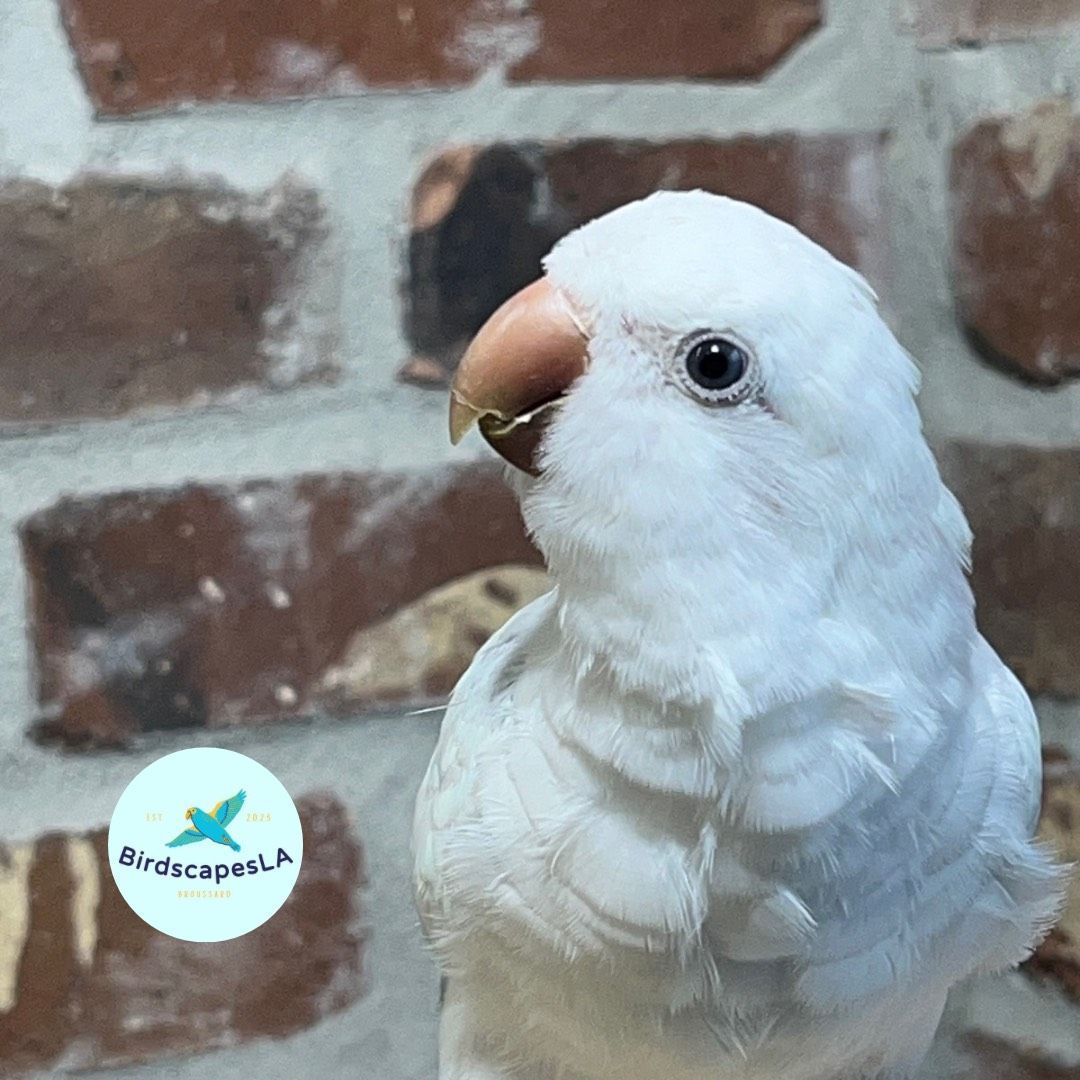 Blue Crossover Quaker