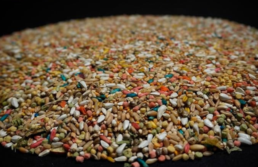 Cockatiel Mix, No Sunflower (5lbs)
