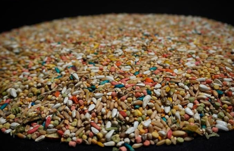 Cockatiel Mix, No Sunflower (5lbs)
