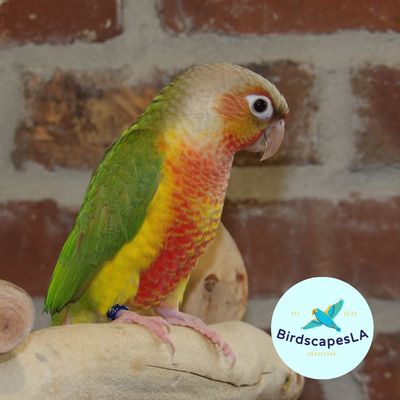 Pineapple - High Red Green Cheek Conure
