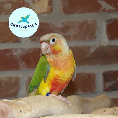 Pineapple - High Red Green Cheek Conure