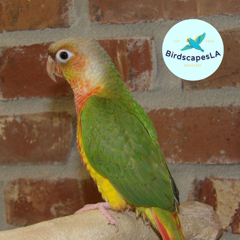 Pineapple - High Red Green Cheek Conure