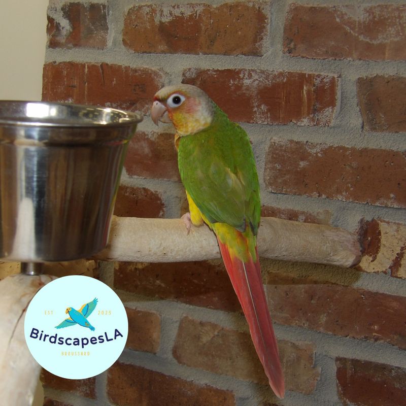 Pineapple - High Red Green Cheek Conure