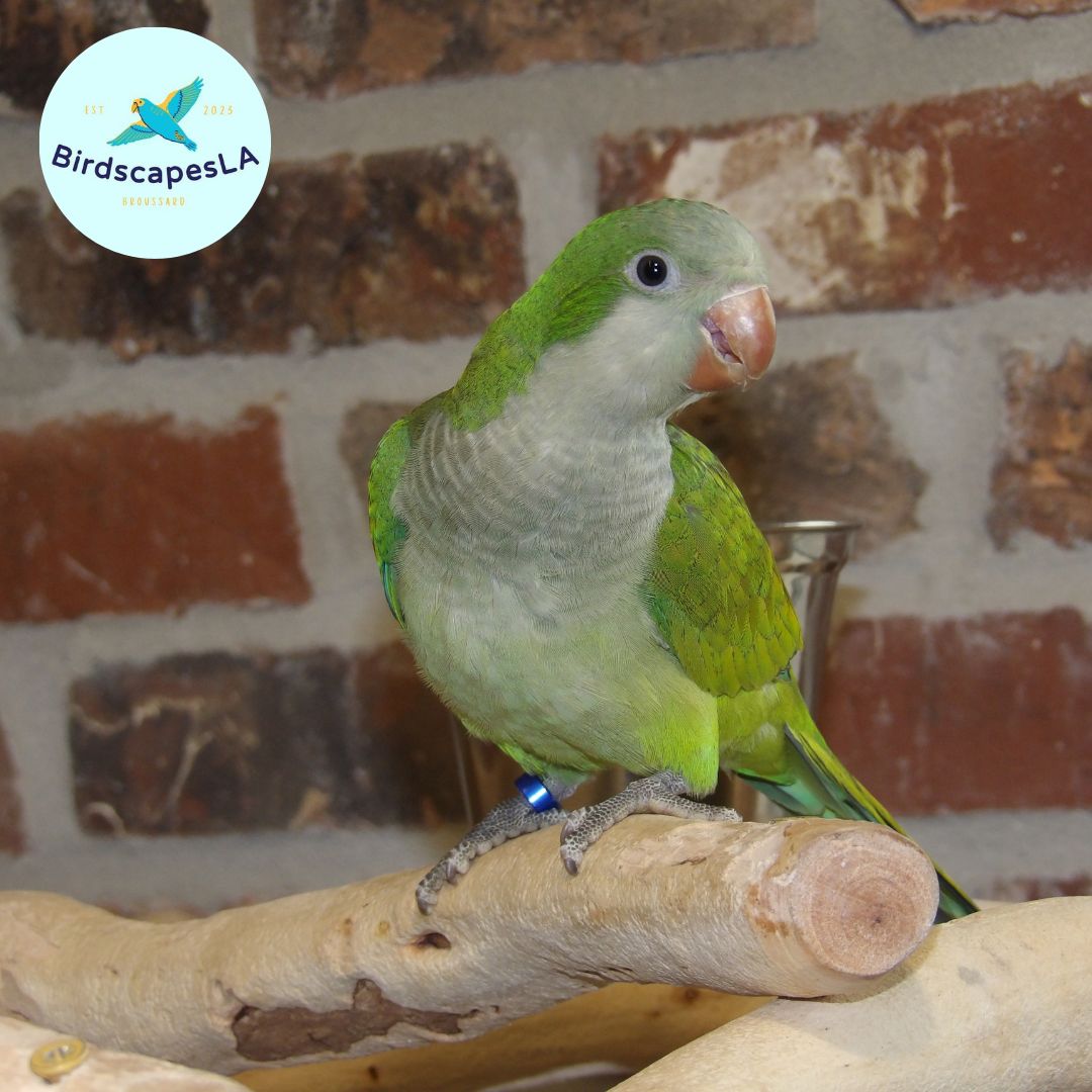Green Quaker