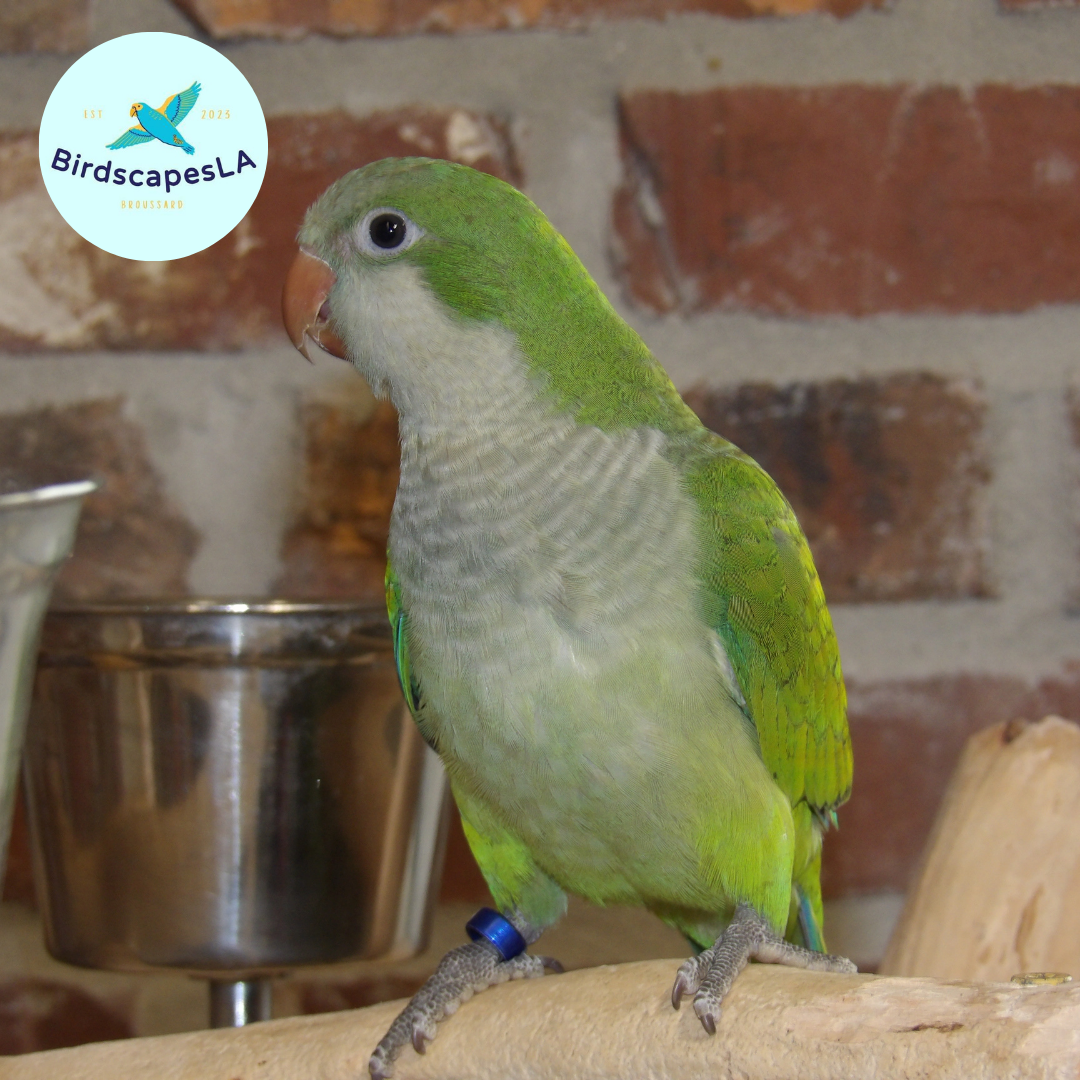 Green Quaker