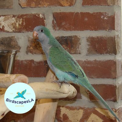 Blue Quaker