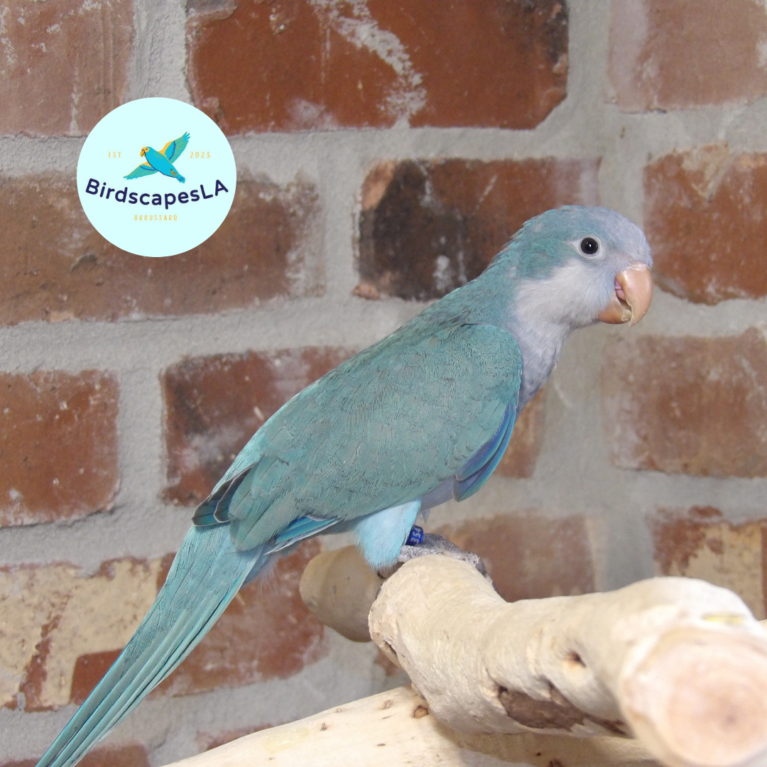 Cobalt Blue Quaker