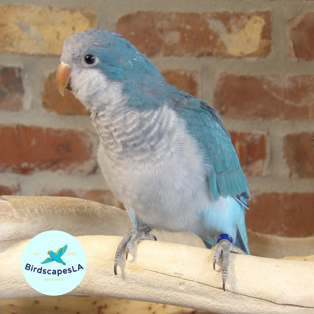 Cobalt Blue Quaker