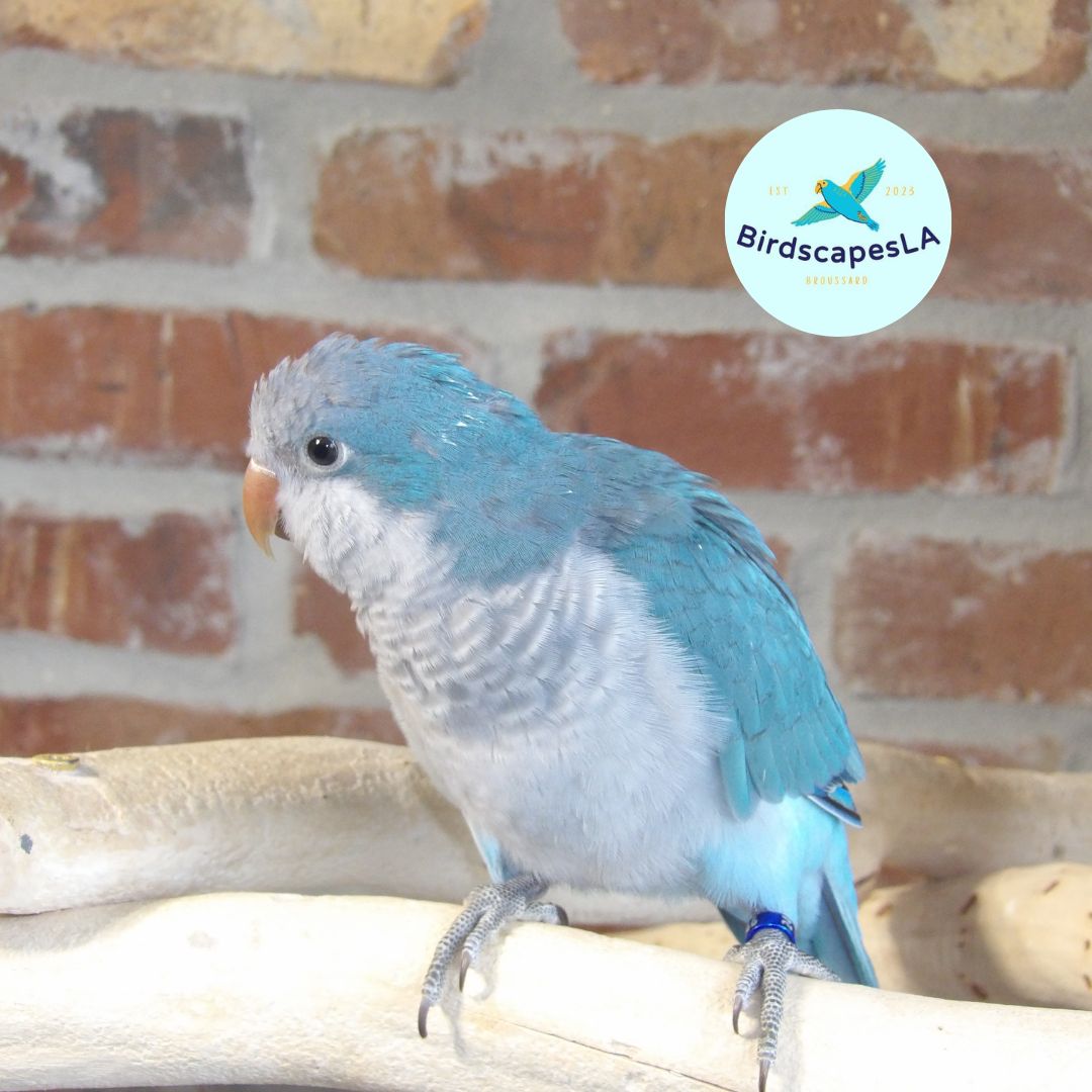 Cobalt Blue Quaker