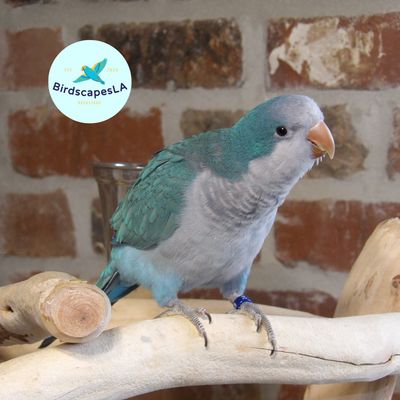 Blue  Quaker