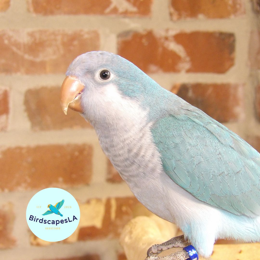 Cobalt Blue Quaker