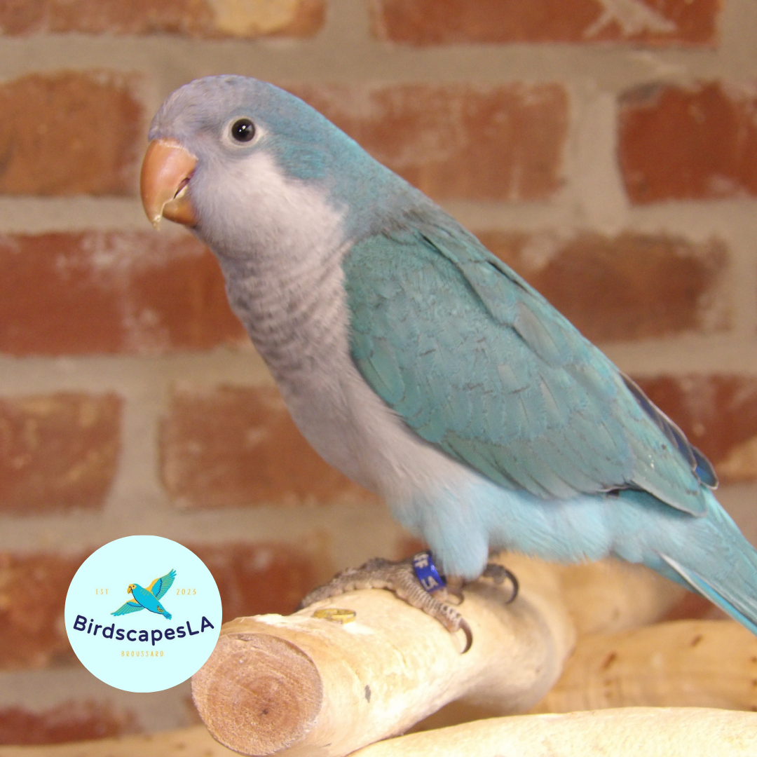 Cobalt Blue Quaker
