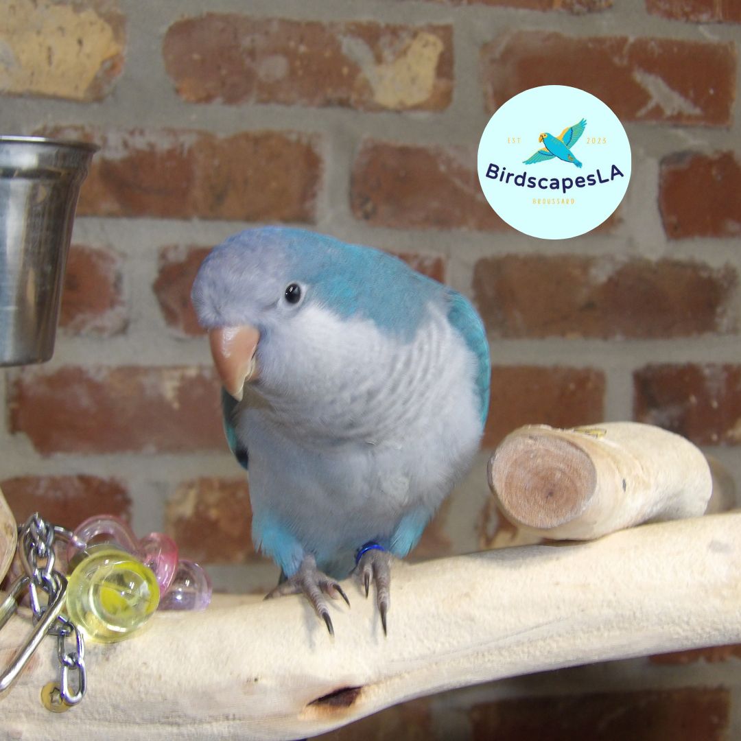 Blue Quaker
