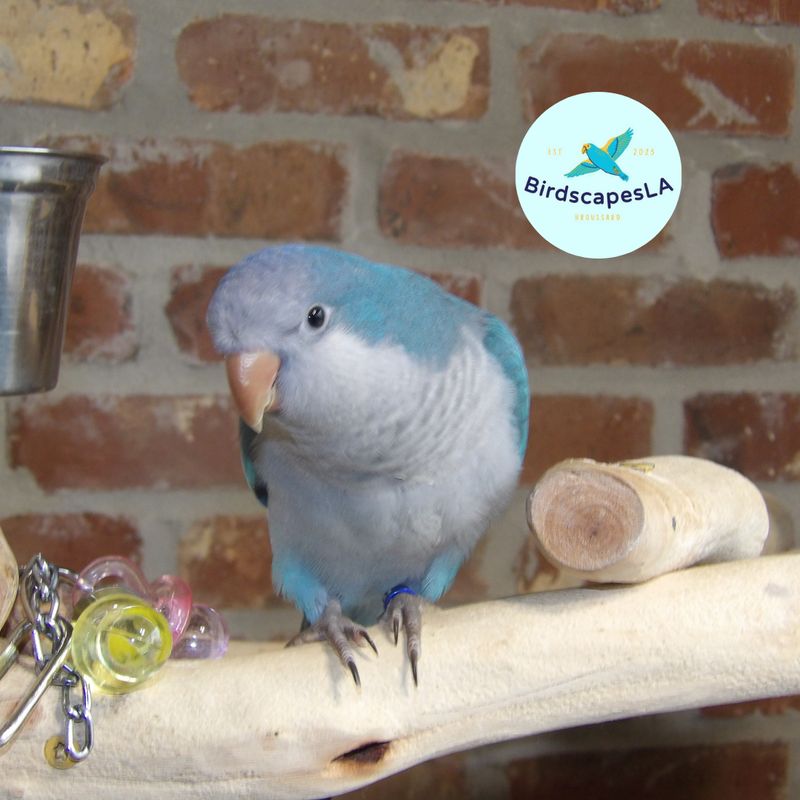 Blue Quaker