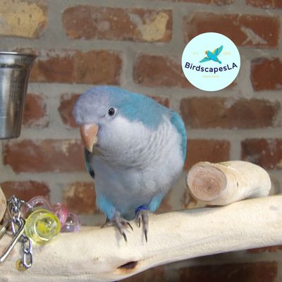 Blue Quaker