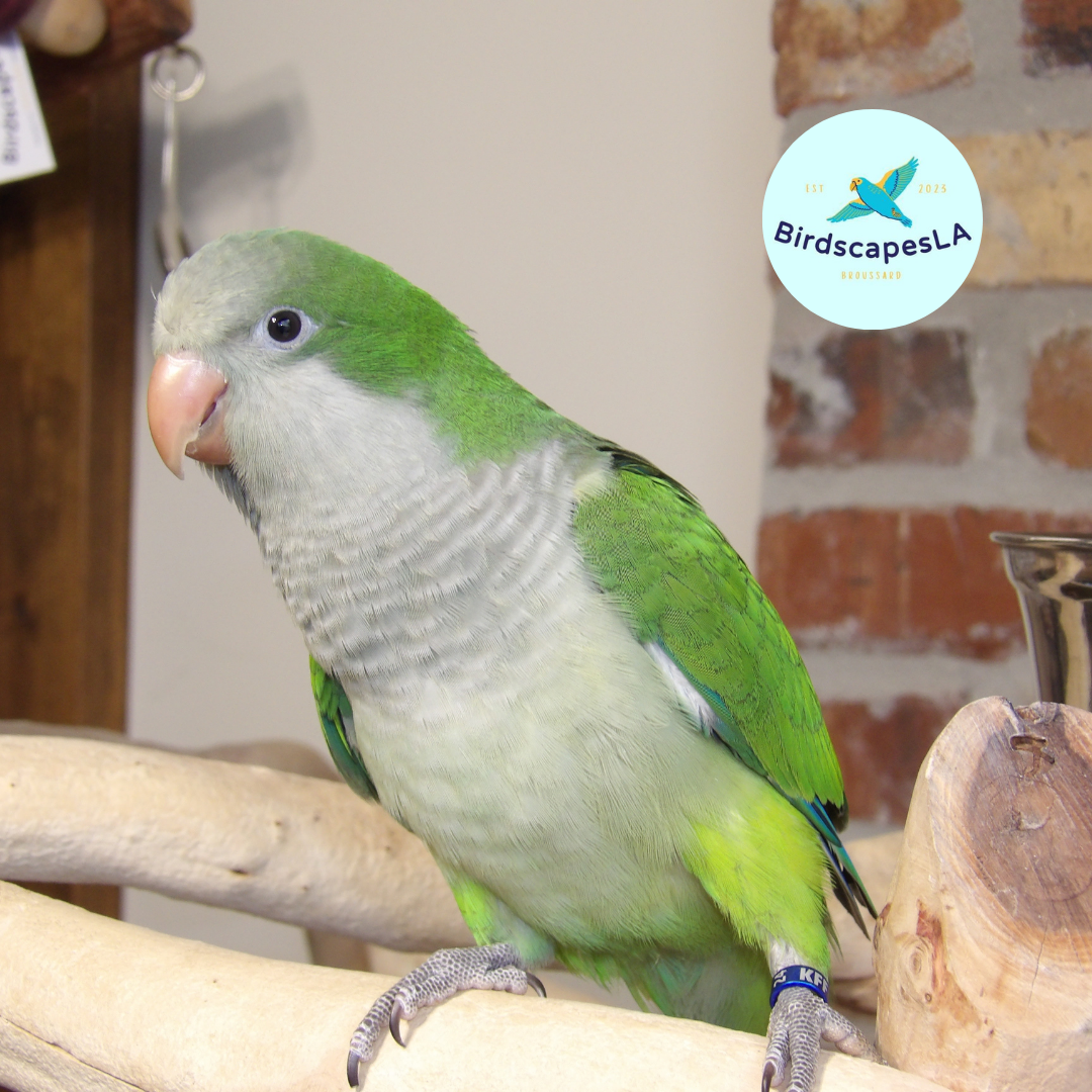 Green Quaker