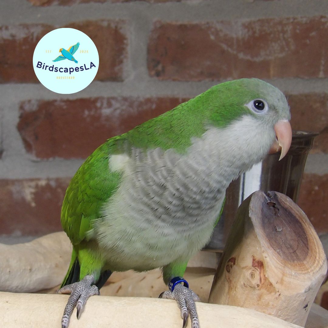 Green Quaker