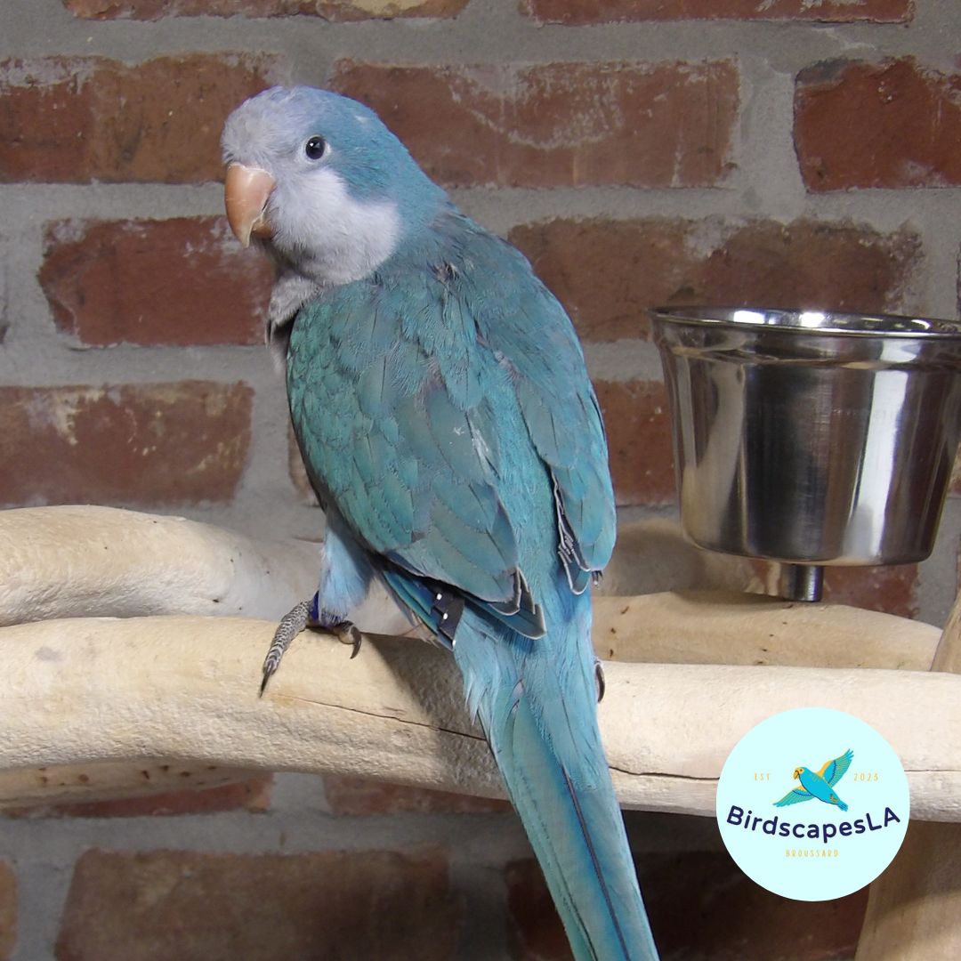 Cobalt Blue Quaker