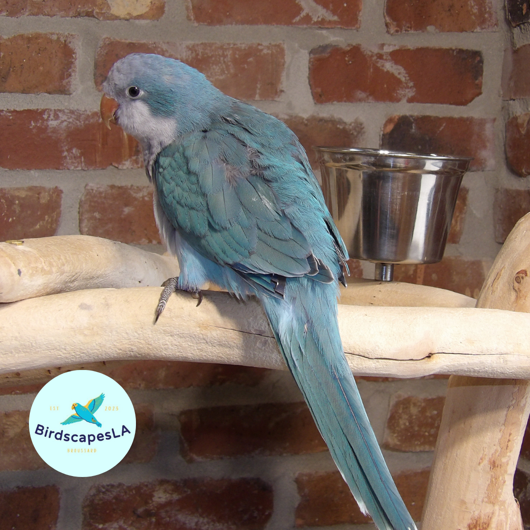 Cobalt Blue Quaker