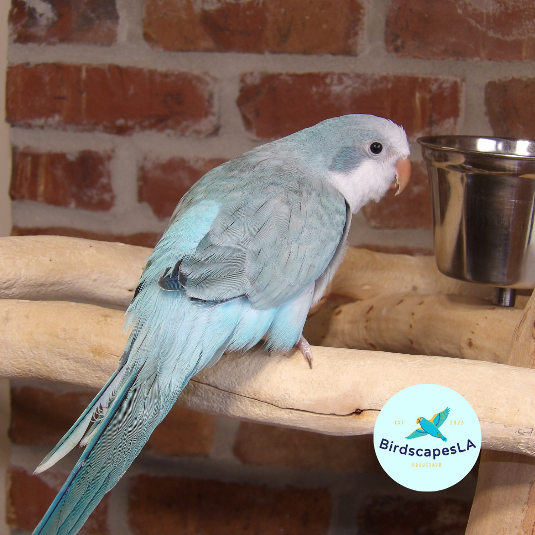 Blue Opaline Quaker