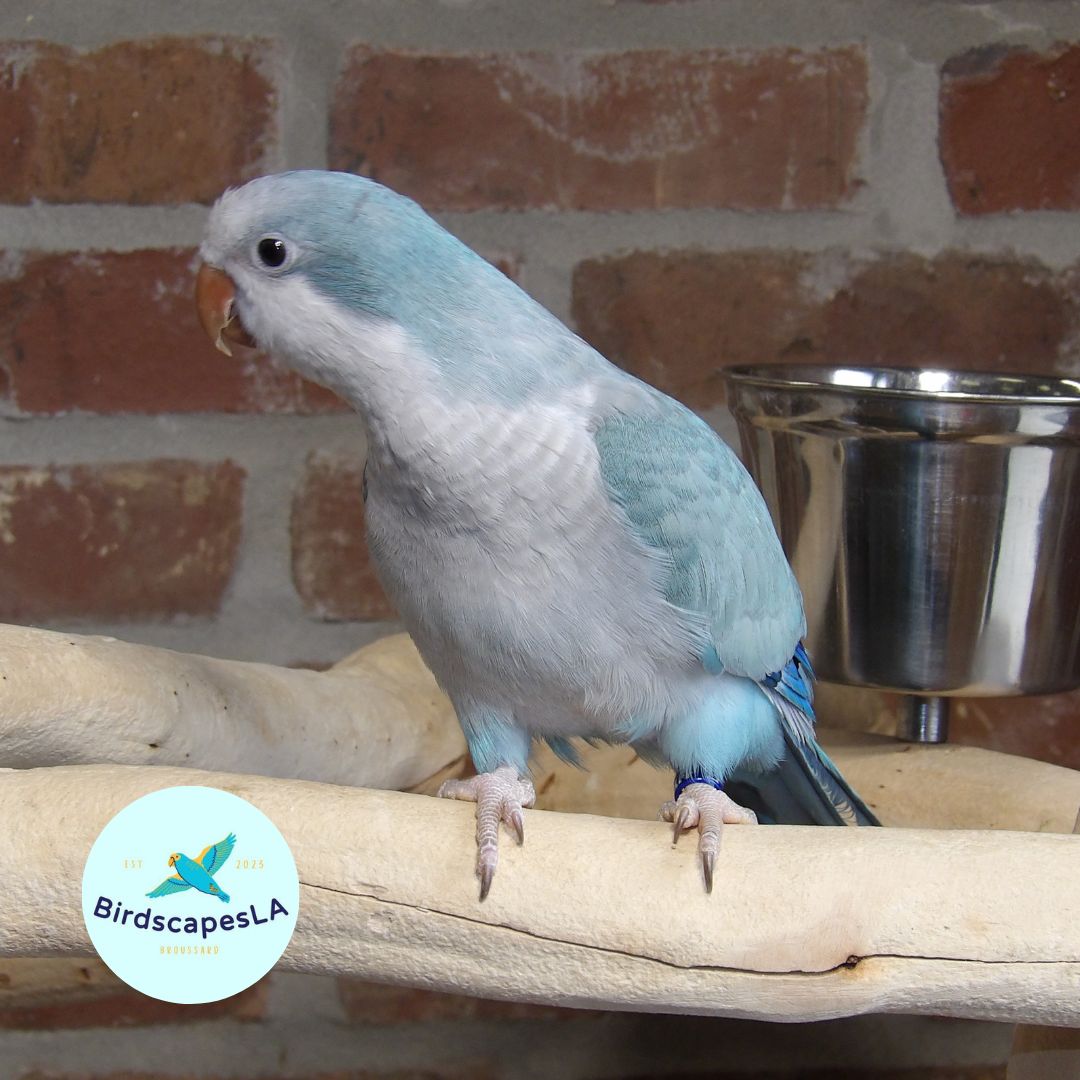 Blue Opaline Quaker
