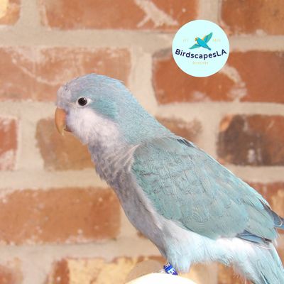 Blue Quaker