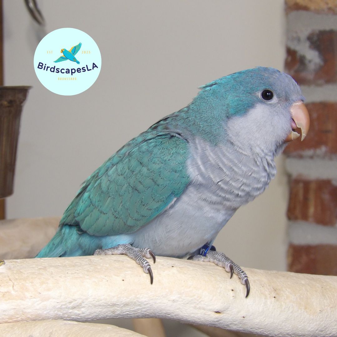 Blue Quaker