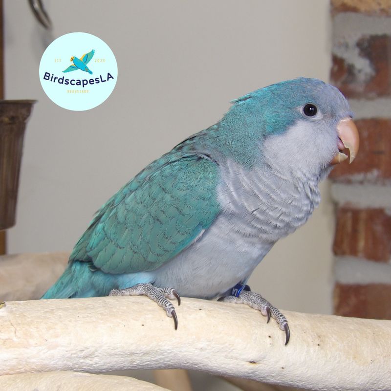 Blue Quaker