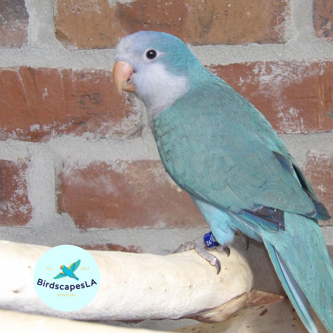 Blue Quaker