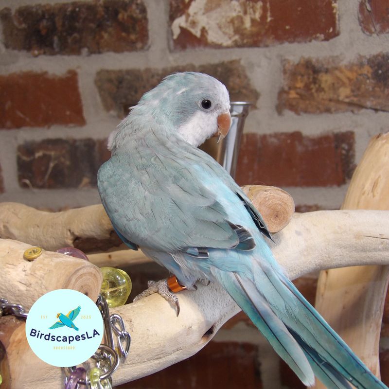 Blue Opaline Quaker