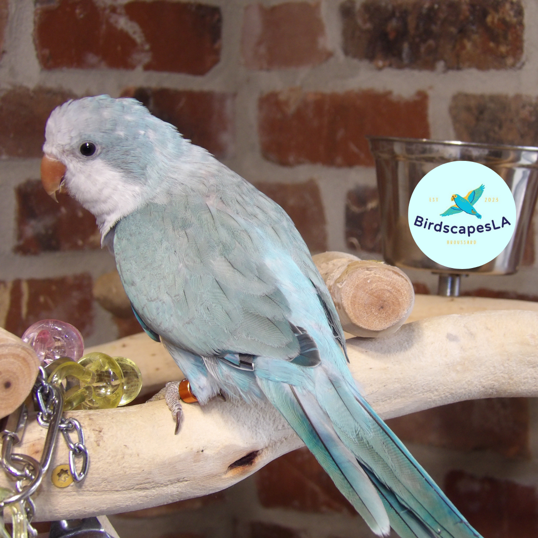 Blue Opaline Quaker