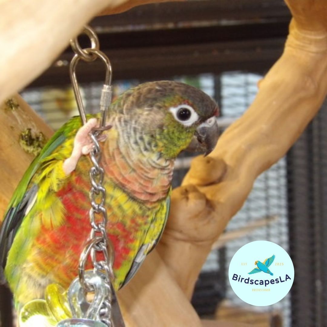 Green Cheek Conure