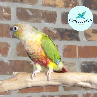 Green Cheek Conure
