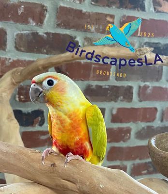 Green Cheek Conure - (Dilute Pineapple)