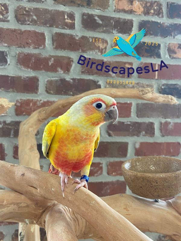 Green Cheek Conure - (Dilute Pineapple)