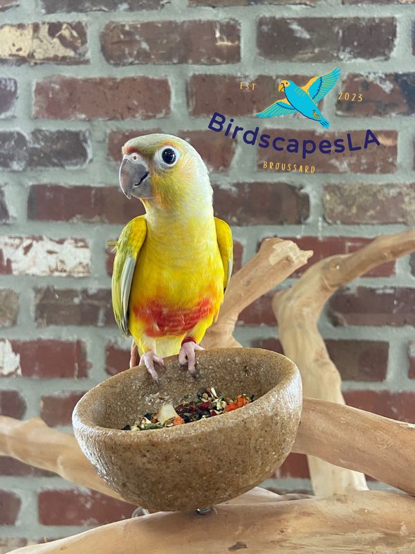 Green Cheek Conure - (Dilute Pineapple)