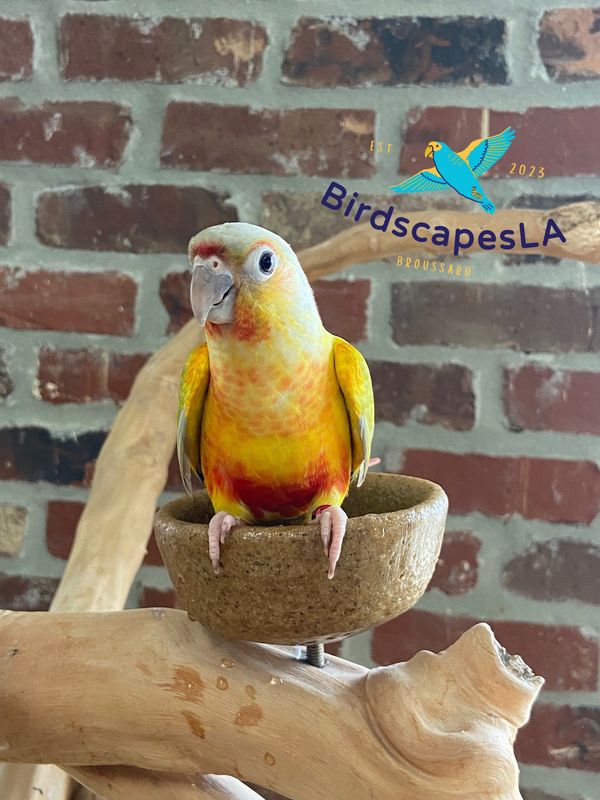 Green Cheek Conure - (Dilute Pineapple)