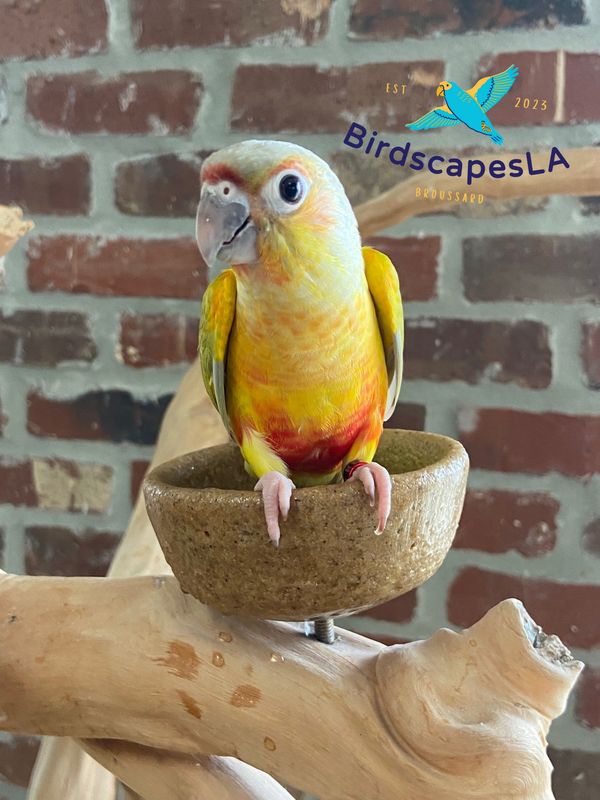 Green Cheek Conure - (Dilute Pineapple)