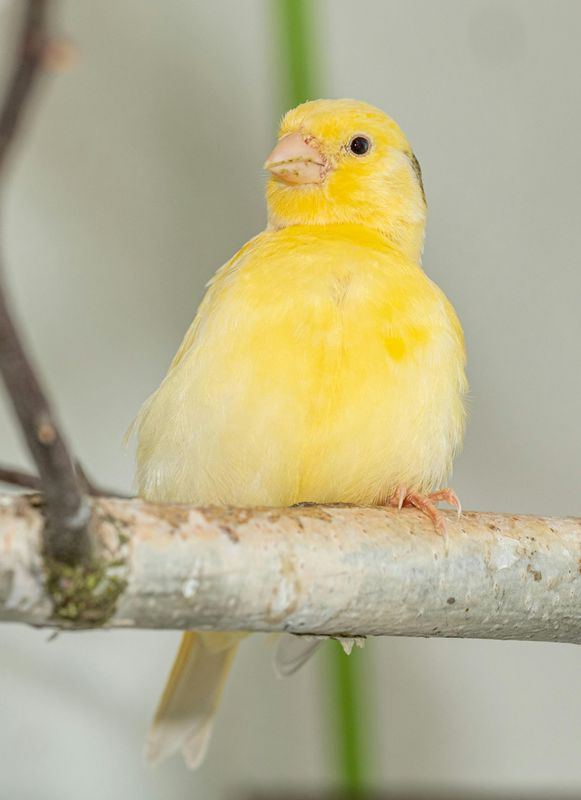 Canary