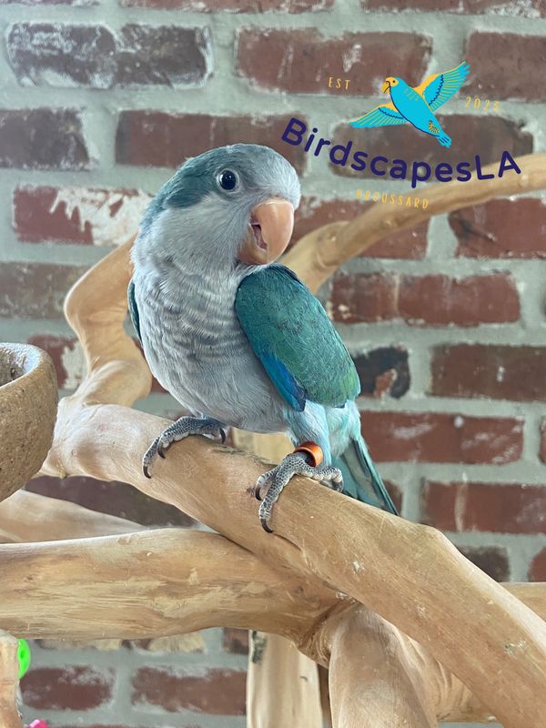 Quaker - (Turquoise)