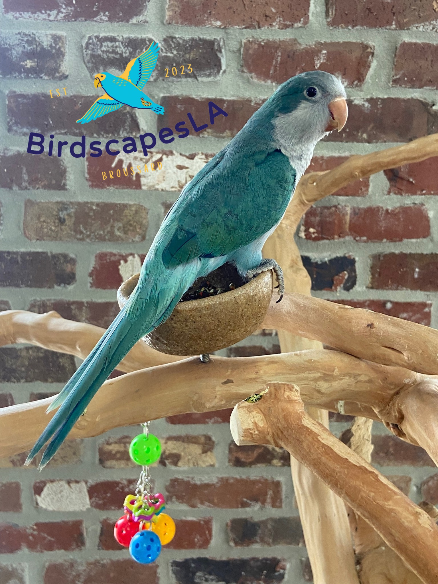 Quaker - (Turquoise)